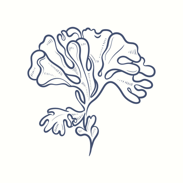Zeewier silhouetten. Onderwater koraalrif, met de hand getekende zeekelp plant, geïsoleerd zeewier buiten oceaan. - Vector, afbeelding
