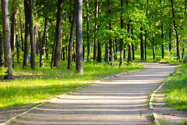 Un chemin de terre vide, un chemin de randonnée à travers la forêt verte, parc, bois au printemps, au début de l'été. Une piste cyclable va dans un virage. Sentier de randonnée au milieu de l'herbe verte, grands arbres.  - Photo, image