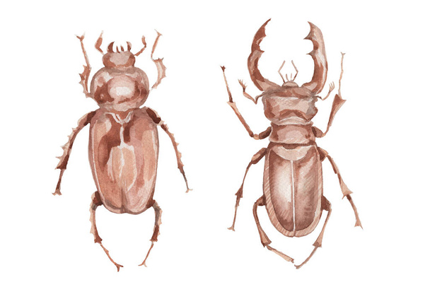 Escarabajo rinoceronte insectos naturaleza bosque animales entomología biología acuarela ilustración mano dibujado fondo patern inconsútil - Foto, imagen
