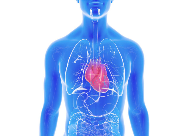 Illustrazione 3d del cuore nell'anatomia interna. Trasparente su figura retroilluminata blu su sfondo bianco. - Foto, immagini