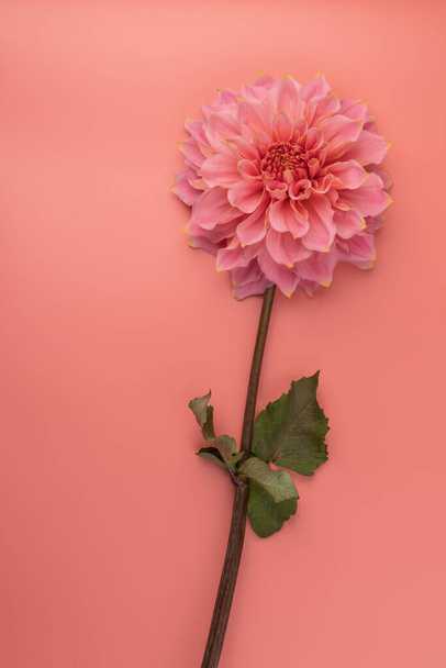 Розовая, желтая и белая свежая макрофотография цветка далии. Изображение в цвете подчеркивая свет различных цветов и желтый белый выделения.  - Фото, изображение