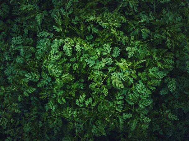 Wild parsley plant or parsnip green leaves texture. Fresh herb sprouts close up. Natural vegetation background, eco and environment concept - Foto, Imagem