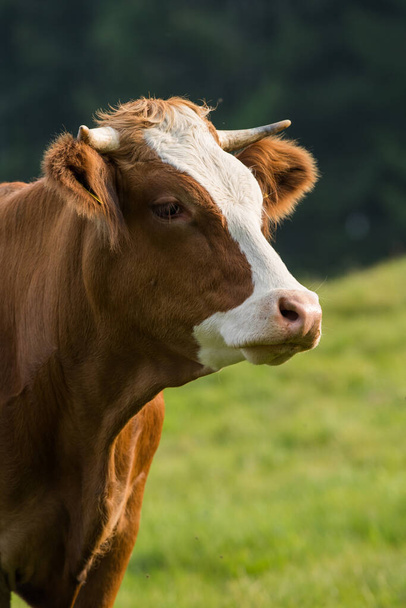 Корова на літньому пасовищі
 - Фото, зображення