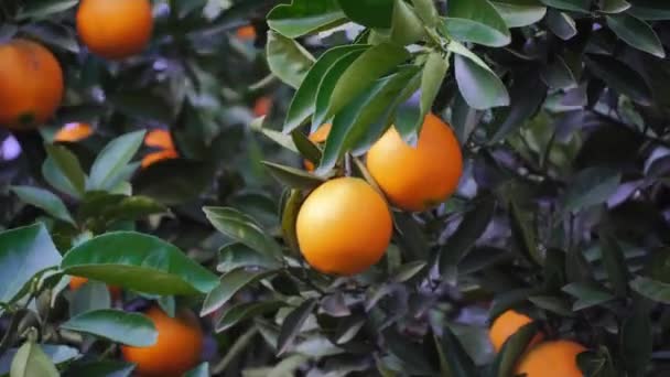 Ripe tangerines on a tree in close-up shimmer in the sunlight. - Footage, Video