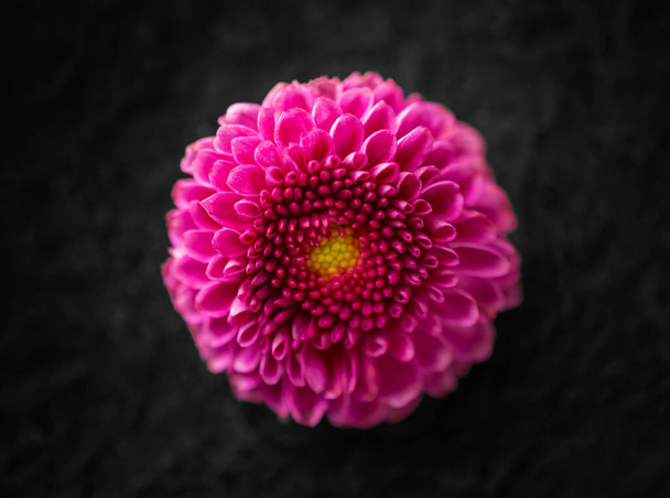 Delicate flower on black background. On a dark background. - Photo, Image