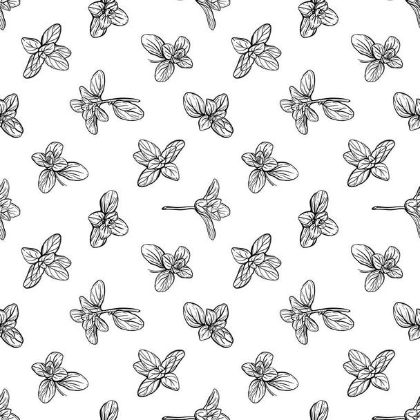 Basil Seamless Pattern.. Marjoram pattern. - Photo, image