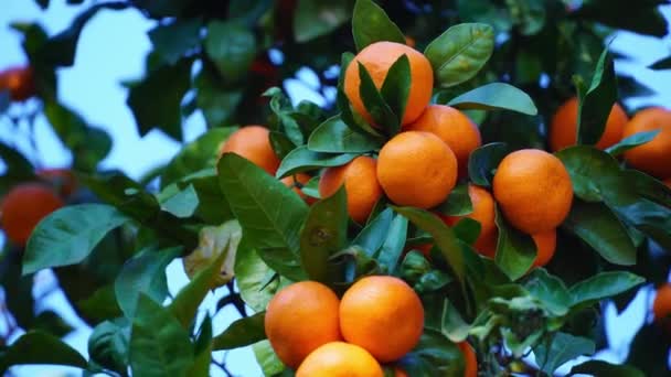 Mandarini maturi su un albero in primo piano luccicano alla luce del sole. - Filmati, video