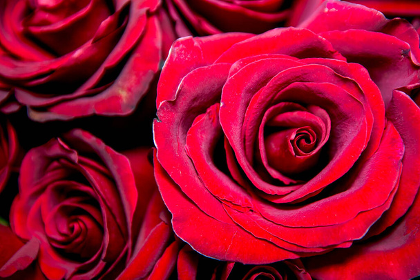 Bouquet von weinroten Rosen, Blütenknospen als Hintergrund. - Foto, Bild
