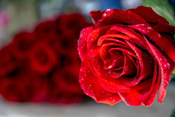 One rosebud on the background of a bouquet of roses. - Photo, Image