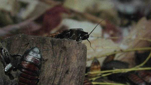 Μαδαγασκάρη Hissing κατσαρίδα - Gromphadorhina portentosa - Φωτογραφία, εικόνα