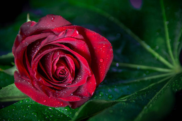 Один бутон бордової або чорної троянди лежить на великому зеленому листі
 - Фото, зображення