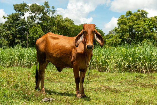 Корова на зеленом лугу Пастбище для крупного рогатого скота, корова на природе, коровы пасутся на зеленом летнем лугу в Таиланде, сельские пейзажи с коровами на летнем пастбище. - Фото, изображение