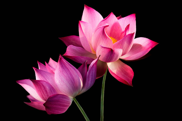 Pink lotus flowers, isolated on black background. Object with clipping path - Фото, зображення