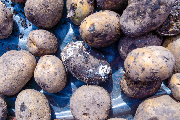 několik zkažených nebo zkažených brambor leží mezi roztroušenými bramborami - Fotografie, Obrázek