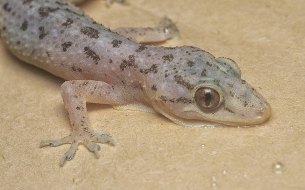 close shot of the Common house gecko - Photo, Image