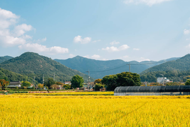 Altın çeltik tarlası ve Kore 'nin Daegu kentindeki köy. - Fotoğraf, Görsel