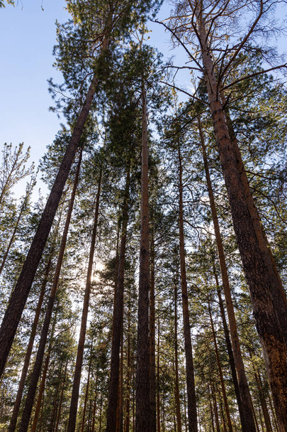 Horizontální fotografie skupiny hnědých borovic se zelenými jehličkami v lese na podzim - Fotografie, Obrázek