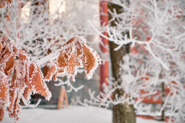 Feuilles de chêne brun d'automne dans la neige - Photo, image
