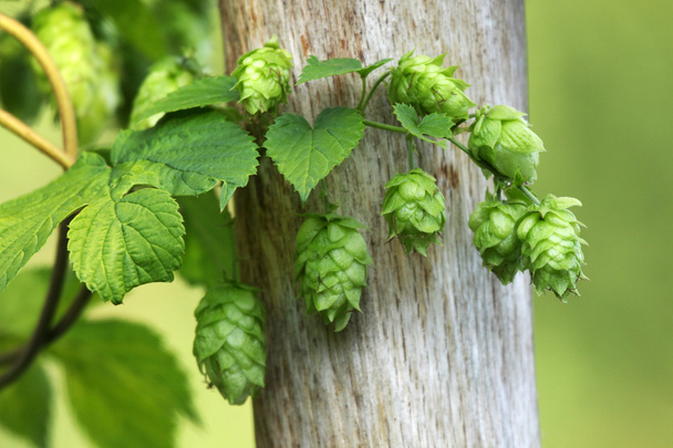 Зеленый хмель используется в качестве ингредиента пива
 - Фото, изображение