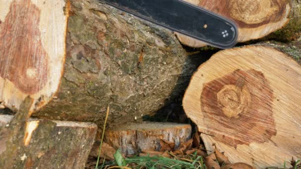 Cutting wood with a chainsaw. - Footage, Video