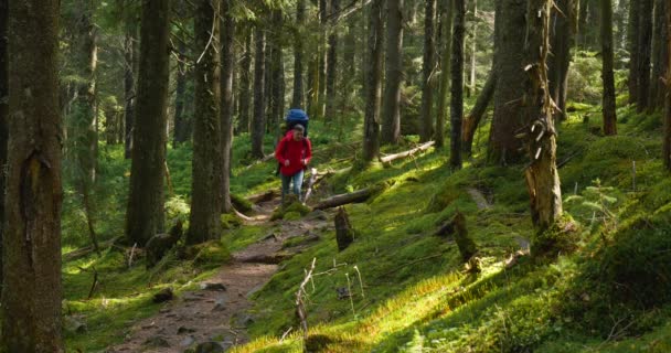 Een toerist met een rugzak wandelt langs een pad in een prachtig bos - Video