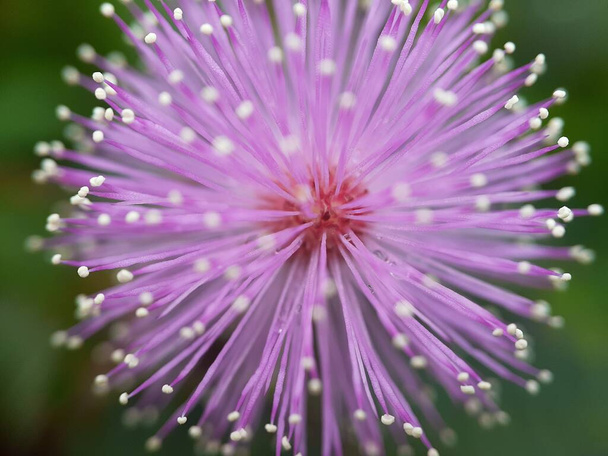 Mimosa pudica kwiat z rozmytym tle - Zdjęcie, obraz