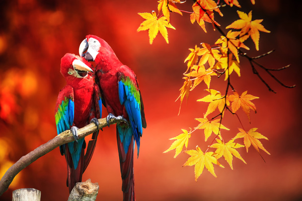 mavi & altın papağanın potraiti - Fotoğraf, Görsel