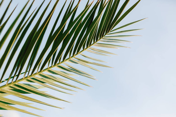 Sharp green palm leaf on blue background - Photo, Image