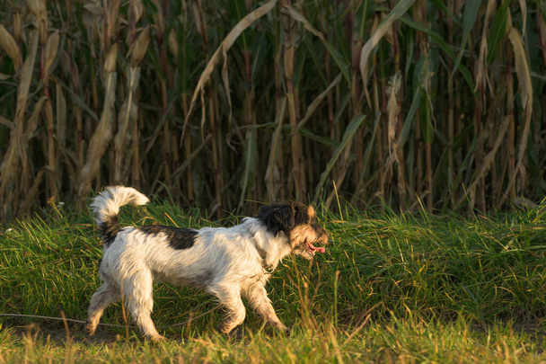 desobediente Jack Russell Terrier Dog ha escapado y está corriendo frente a un campo de maíz
. - Foto, Imagen