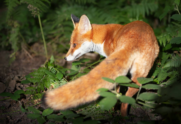Close up of a Red fox (Vulpes vulpes) cub in forest, UK.  - Photo, Image