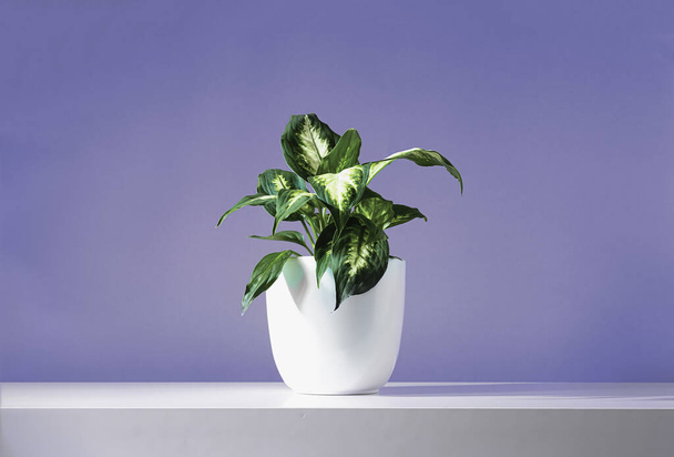 Dieffenbachia or Dumb cane young plant in a white flower pot on a white table, near the wall of trendy very peri color of the year 2022. - Fotó, kép