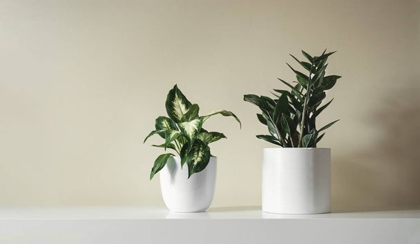 Dieffenbachia or Dumb cane young plant and Zamioculcas, or zamiifolia zz plant in white flower pots on a white table , minimalist and home gardening concept - Foto, Imagen
