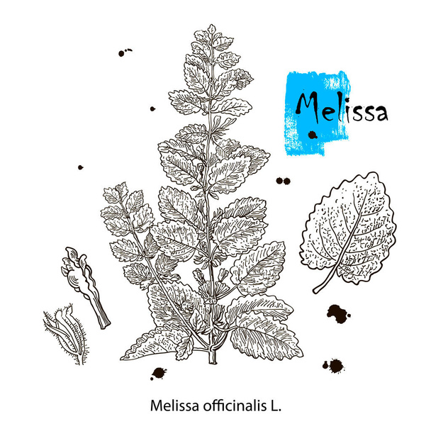 Melissa Officinalis branch with leaves and flowers isolated on white background. Medical herbs collection. Hand drawn vector illustration engraved. - Vektor, kép
