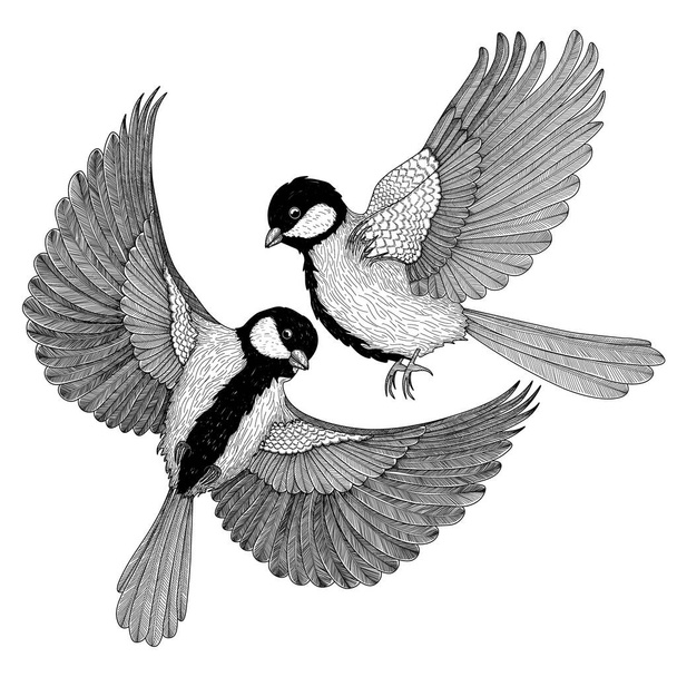  Vector illustration of two graphic linear bluebird birds in flight - Vector, Image