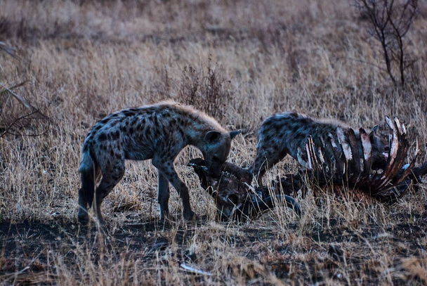 Φυλή από στίγματα ύαινας, Crocuta crocuta, που τρέφονται με το κουφάρι ενός νεκρού αφρικανικού βούβαλου στο αμυδρό φως - Φωτογραφία, εικόνα