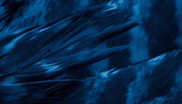 blue hawk feathers with visible detail. background or texture - Photo, Image