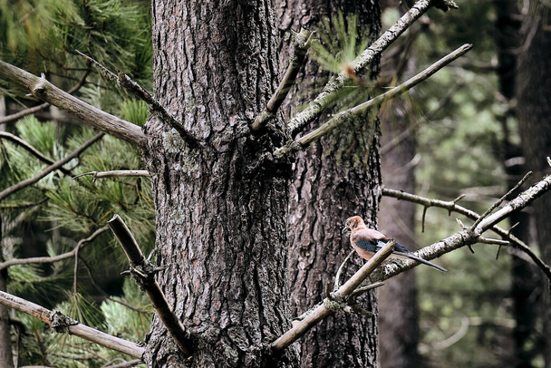 A beautiful shot of a Eurasian jay sitting on a branch near the Ospedale lake on Corsica island - Foto, imagen