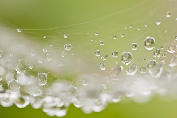 Spider web with water drops - Foto, afbeelding