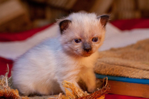 A small newborn kitten that has not yet opened its eyes - Photo, Image