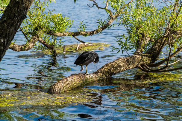 A Rússia. 14 de junho de 2021. Um Coot de aves aquáticas limpa suas penas pretas em pé no tronco de uma árvore que cresce a partir da água da lagoa de Olga em Petrodvorets. - Foto, Imagem