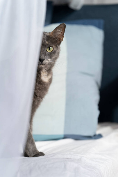 Un pequeño gato azul ruso multicolor sentado en una cama debajo de una mosquitera - Foto, Imagen