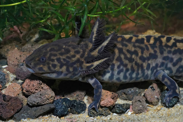 Gros plan sur un adulte de la salamandre Andersons néoténique en voie de disparition, Ambystoma andersoni, sous-marine - Photo, image