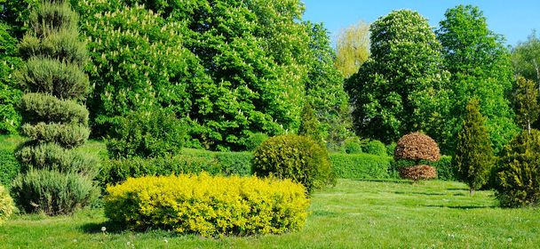A beautiful urban garden with conifers, flowering chestnuts and a green meadow. Bright spring landscape. Wide photo. - Фото, зображення