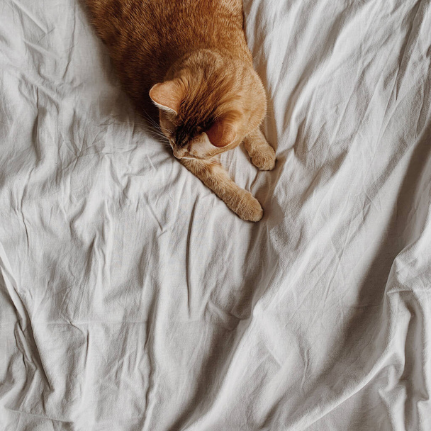 Imbirowy kot leżący w łóżku na białej pogniecionej pościeli - Zdjęcie, obraz