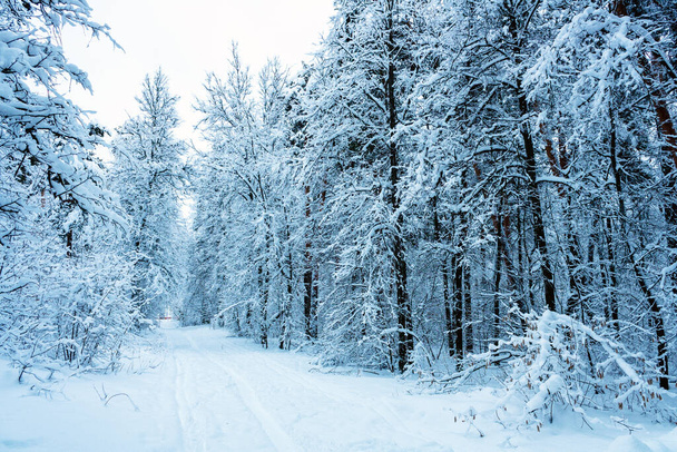 egy sípálya megy a távolba, egy havas erdőben - Fotó, kép