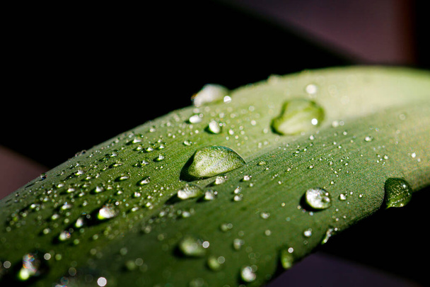 Macro shot of water or dew drops on green leaves. - Photo, Image