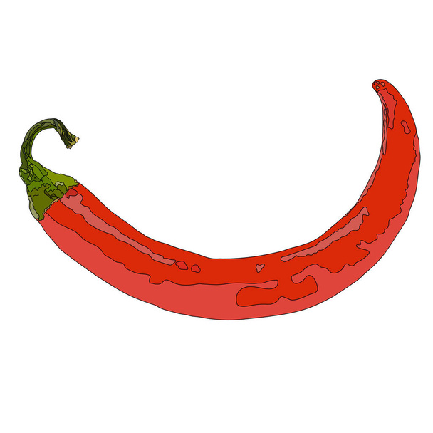Punainen chili pippuri eristetty valkoisella pohjalla. Sivunäkymä Vektoriesimerkki. - Vektori, kuva