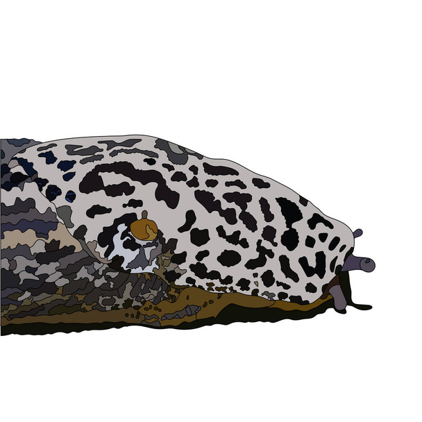 Limax maximus, babosa leopardo, gran babosa gris, babosa con quilla. Vista lateral. Ilustración vectorial. - Vector, imagen