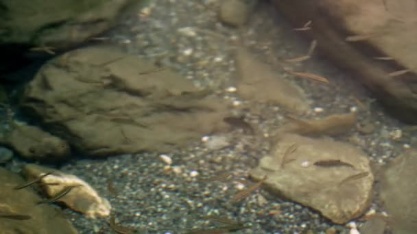 Тайваньские торрент-карпы плавают с белым мрамором в чистой реке - Кадры, видео