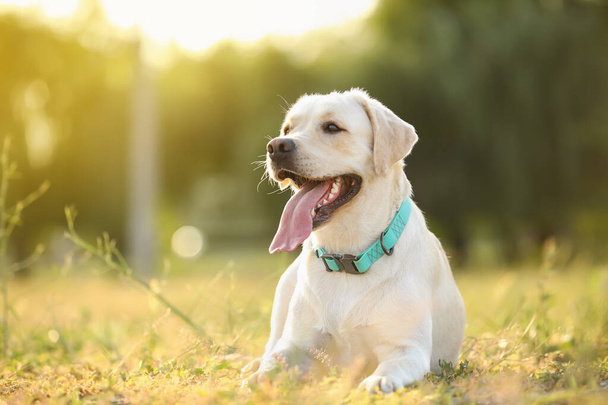 Cute Labrador outdoors on summer day - Photo, Image